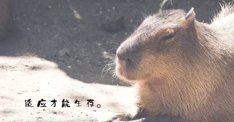 水豚為啥會(huì)騎在鱷魚(yú)身上【水豚與鱷魚(yú)的奇妙共存】