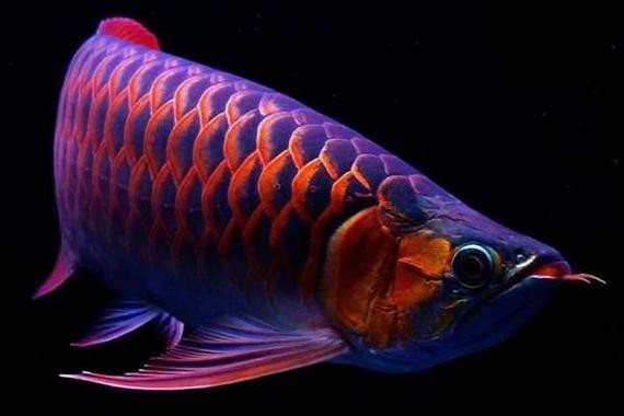 龍魚凸眼圖片大全【龍魚凸眼怎么辦】