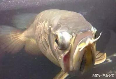 龍魚凸眼圖片大全【龍魚凸眼怎么辦】