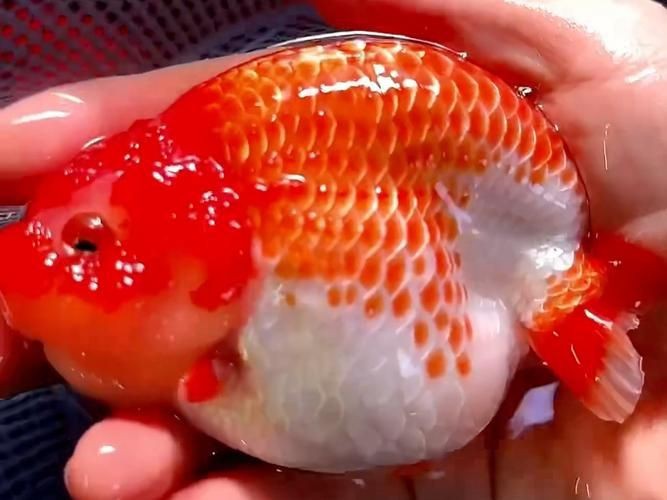 觀賞元寶魚圖片價格大全【《觀賞元寶魚圖片價格大全》】 觀賞元寶魚圖片價格大全【《觀賞元寶魚圖片價格大全》】 龍魚論壇 第5張