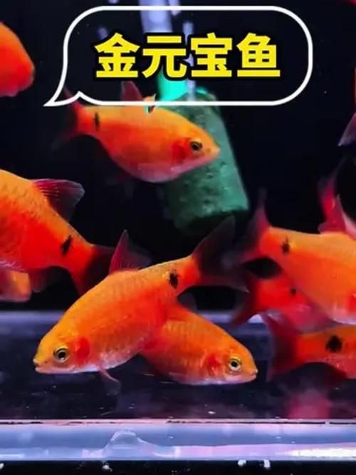 觀賞元寶魚圖片價格大全【《觀賞元寶魚圖片價格大全》】 觀賞元寶魚圖片價格大全【《觀賞元寶魚圖片價格大全》】 龍魚論壇 第4張