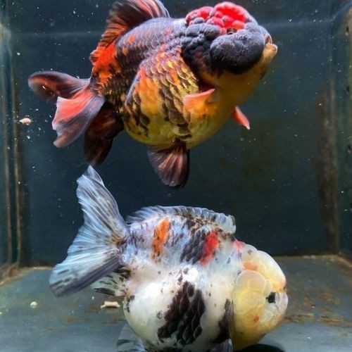 觀賞元寶魚圖片價格大全【《觀賞元寶魚圖片價格大全》】 觀賞元寶魚圖片價格大全【《觀賞元寶魚圖片價格大全》】 龍魚論壇 第6張