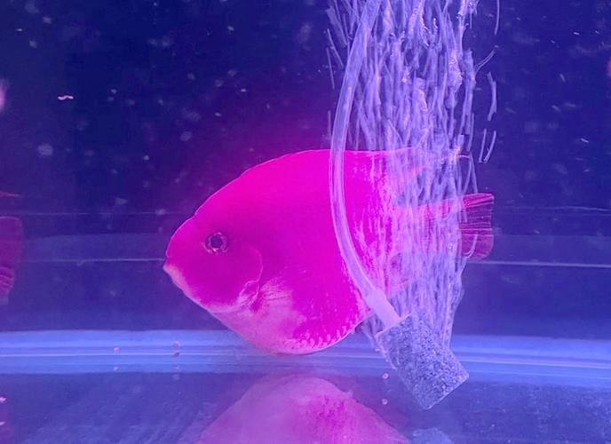 觀賞元寶魚圖片價格大全【《觀賞元寶魚圖片價格大全》】 觀賞元寶魚圖片價格大全【《觀賞元寶魚圖片價格大全》】 龍魚論壇 第15張