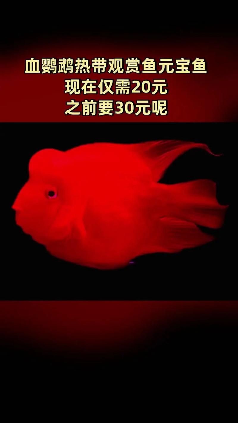 觀賞元寶魚圖片價格大全【《觀賞元寶魚圖片價格大全》】 觀賞元寶魚圖片價格大全【《觀賞元寶魚圖片價格大全》】 龍魚論壇 第19張