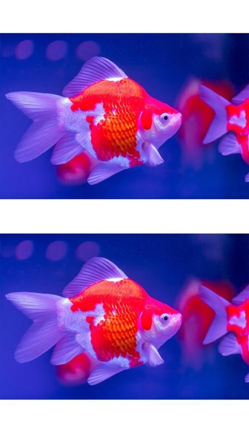 觀賞元寶魚圖片價格大全【《觀賞元寶魚圖片價格大全》】 觀賞元寶魚圖片價格大全【《觀賞元寶魚圖片價格大全》】 龍魚論壇 第24張