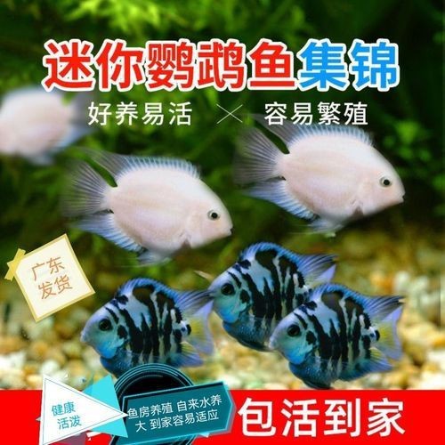 觀賞元寶魚圖片價格大全【《觀賞元寶魚圖片價格大全》】 觀賞元寶魚圖片價格大全【《觀賞元寶魚圖片價格大全》】 龍魚論壇 第23張