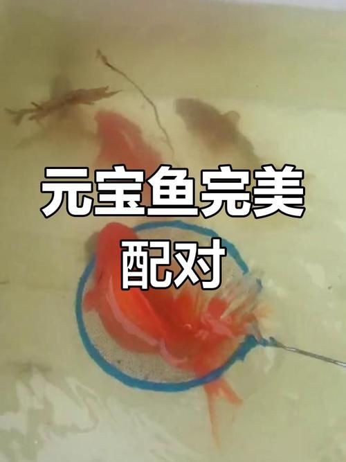 觀賞元寶魚圖片價格大全【《觀賞元寶魚圖片價格大全》】 觀賞元寶魚圖片價格大全【《觀賞元寶魚圖片價格大全》】 龍魚論壇 第25張