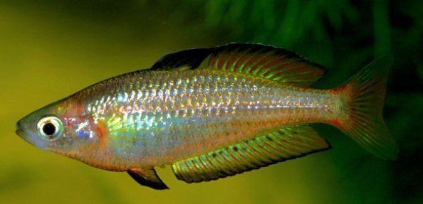 紅尾美人魚一般多大【紅尾美人魚是什么魚】 龍魚論壇 第6張 紅尾美人魚一般多大【紅尾美人魚是什么魚】 紅尾美人魚一般多大【紅尾美人魚是什么魚】 龍魚論壇 第6張