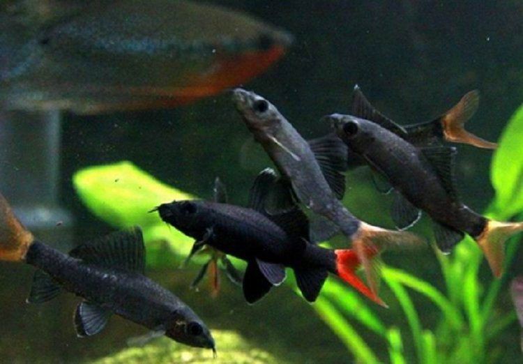 紅尾美人魚一般多大【紅尾美人魚是什么魚】 龍魚論壇 第8張 紅尾美人魚一般多大【紅尾美人魚是什么魚】 紅尾美人魚一般多大【紅尾美人魚是什么魚】 龍魚論壇 第8張