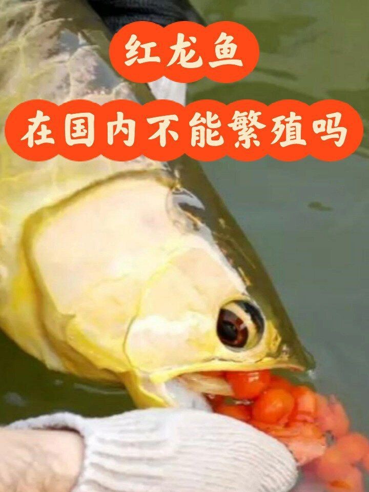 紅龍魚國(guó)內(nèi)可以繁殖嗎【新加坡紅龍魚繁殖技術(shù)】