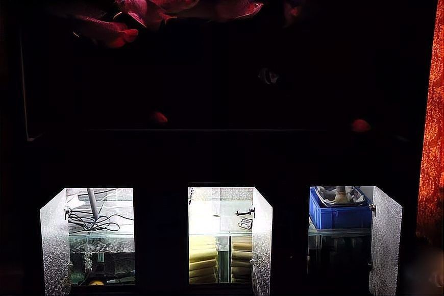 紅龍好養(yǎng)么【《紅龍好養(yǎng)么》*：紅龍魚的養(yǎng)殖有一定難度】