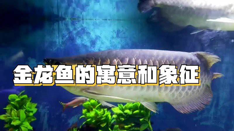 金龍魚是罵人還是夸人【“金龍魚”是罵人還是夸人？】 金龍魚是罵人還是夸人【“金龍魚”是罵人還是夸人？】 龍魚論壇 第7張