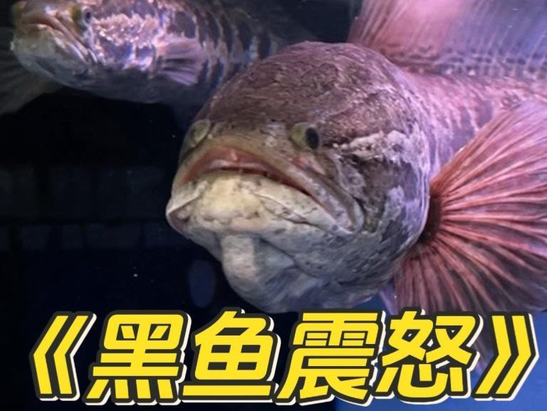 雷龍魚(yú)和黑魚(yú)可以混養(yǎng)嗎？【雷龍魚(yú)和黑魚(yú)不建議混養(yǎng)】 雷龍魚(yú)和黑魚(yú)可以混養(yǎng)嗎？【雷龍魚(yú)和黑魚(yú)不建議混養(yǎng)】 龍魚(yú)論壇 第1張