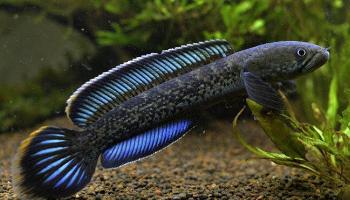 雷龍魚(yú)和黑魚(yú)可以混養(yǎng)嗎？【雷龍魚(yú)和黑魚(yú)不建議混養(yǎng)】 雷龍魚(yú)和黑魚(yú)可以混養(yǎng)嗎？【雷龍魚(yú)和黑魚(yú)不建議混養(yǎng)】 龍魚(yú)論壇 第5張