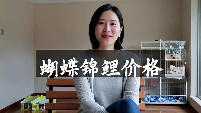 蝴蝶鯉最貴十大品種排名【蝴蝶鯉什么品種最貴】 蝴蝶鯉最貴十大品種排名【蝴蝶鯉什么品種最貴】 龍魚論壇 第2張