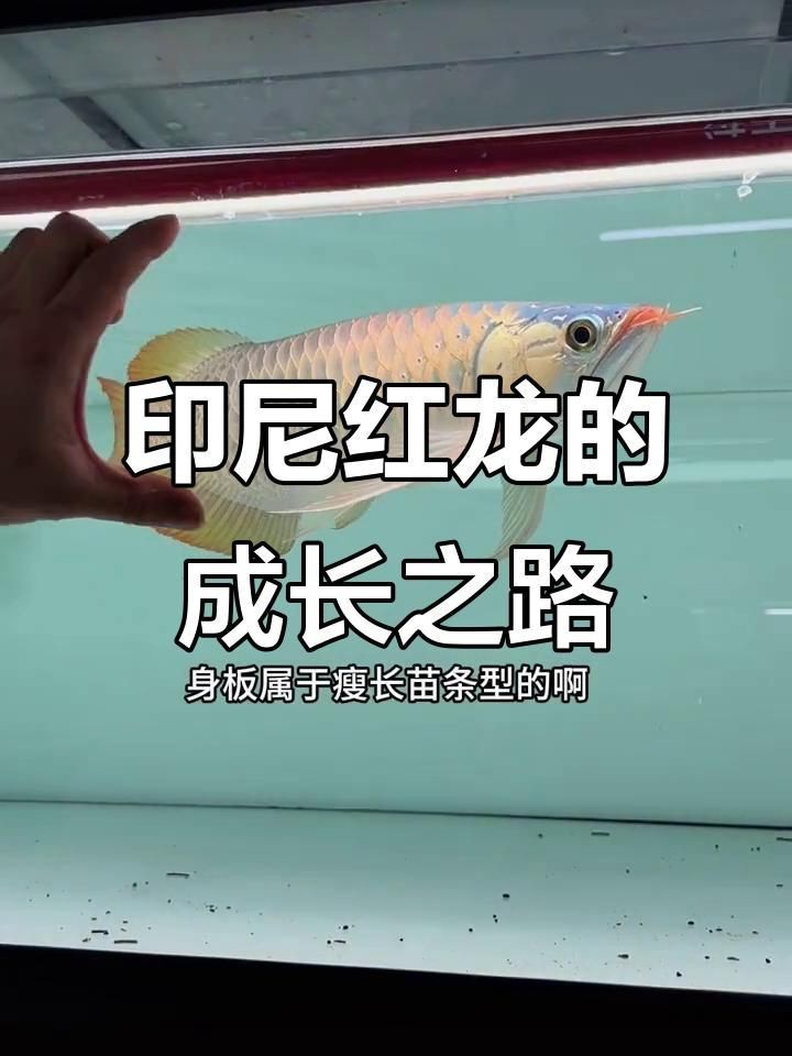 紅龍魚什么體型好看【如何挑選優(yōu)質(zhì)紅龍魚】