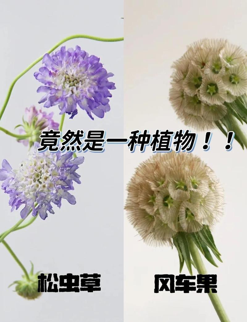 風車果放在家里吉利嗎？【家居風水秘籍：風車果的寓意與風水擺放之道】 風車果放在家里吉利嗎？【家居風水秘籍：風車果的寓意與風水擺放之道】 龍魚論壇 第1張