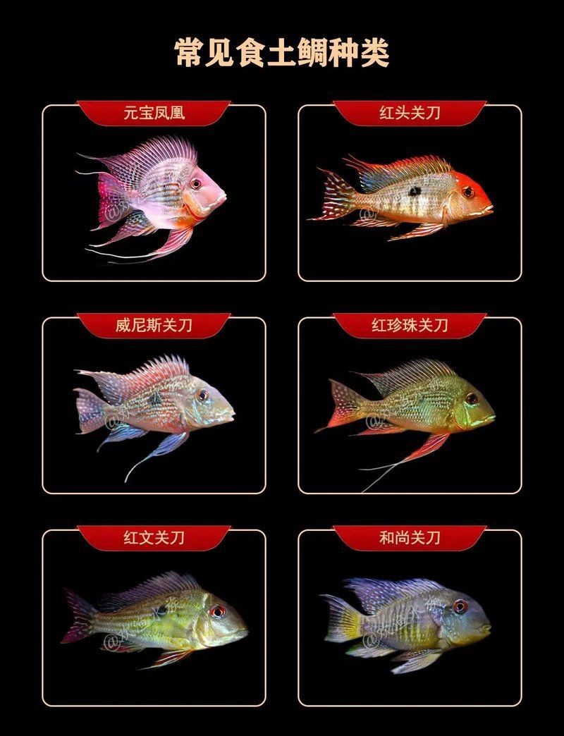 紅珍珠關(guān)刀魚朱巴力魚【紅珍珠關(guān)刀與朱巴力魚】 龍魚論壇 第7張 紅珍珠關(guān)刀魚朱巴力魚【紅珍珠關(guān)刀與朱巴力魚】 紅珍珠關(guān)刀魚朱巴力魚【紅珍珠關(guān)刀與朱巴力魚】 龍魚論壇 第7張