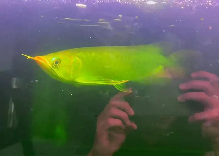 給我一張綠皮紅龍魚的圖片【如何鑒別真假綠皮紅龍魚】 給我一張綠皮紅龍魚的圖片【如何鑒別真假綠皮紅龍魚】 龍魚論壇 第7張