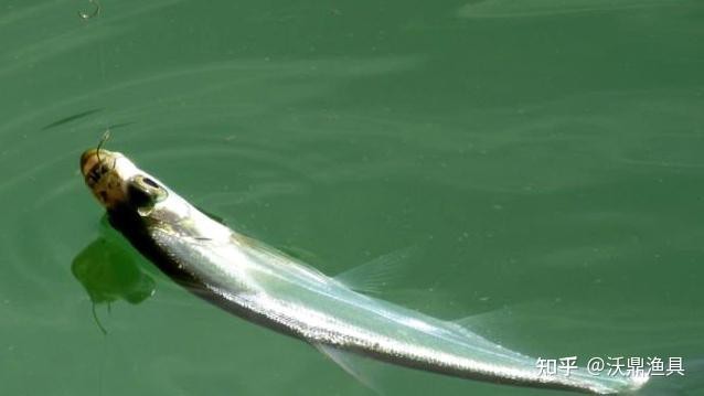 翹嘴最忌三種天氣【釣翹嘴三大天氣禁忌全解析】