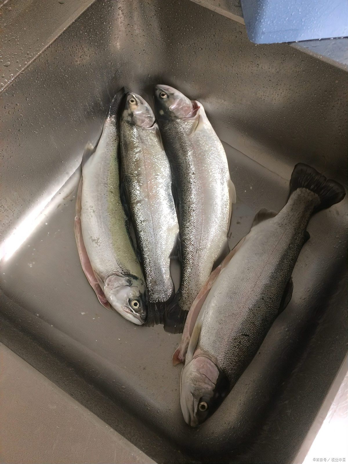 翹嘴最忌三種天氣【釣翹嘴三大天氣禁忌全解析】