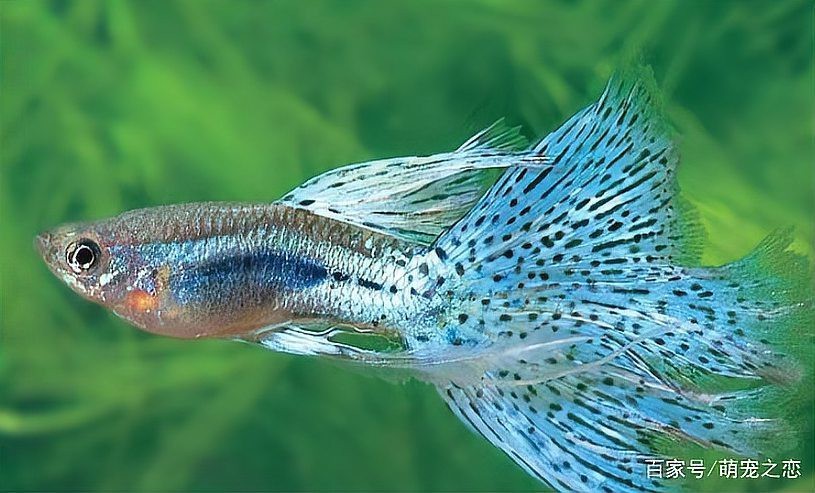 鳳尾魚最怕三個東西【鳳尾魚飼養三忌：水質、溫度與密度的致命威脅】
