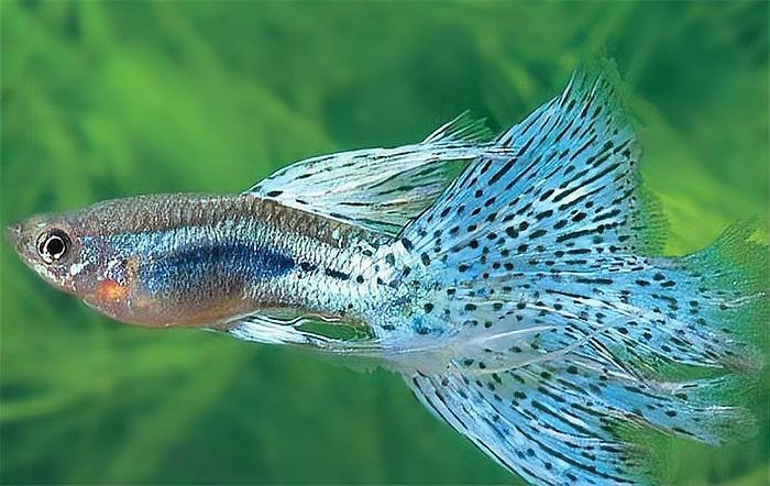 鳳尾魚最怕三個東西【鳳尾魚飼養三忌：水質、溫度與密度的致命威脅】