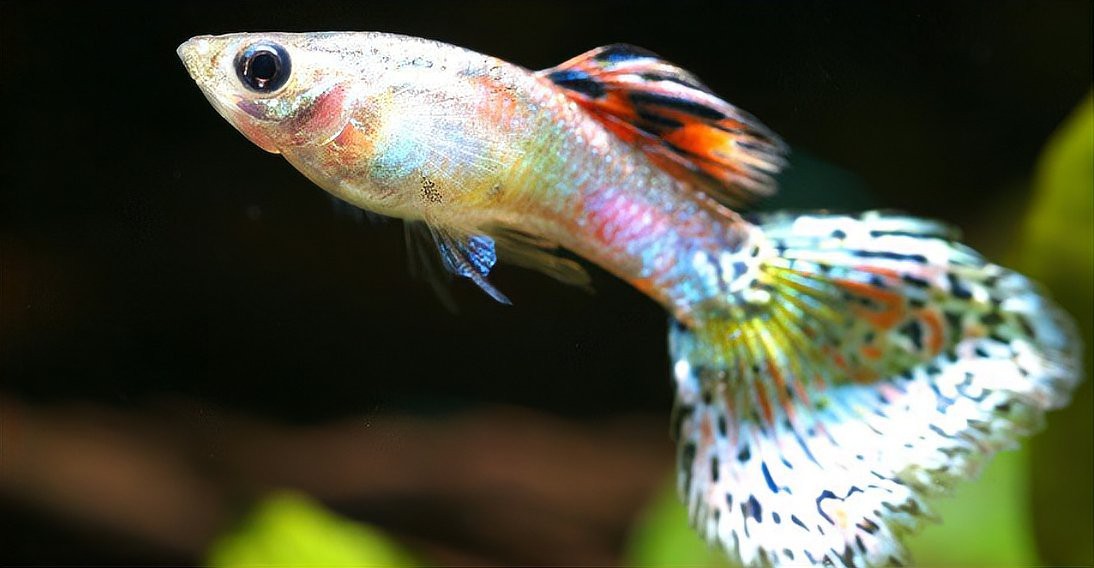 鳳尾魚最怕三個東西【鳳尾魚飼養三忌：水質、溫度與密度的致命威脅】