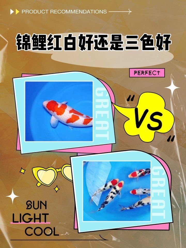 紅白錦鯉和三色錦鯉哪個好【紅白錦鯉與三色錦鯉的區別】