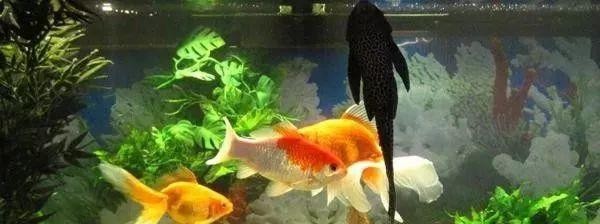 梅州市梅縣區雅品源水族館（梅州市梅縣區雅品源水族館地址）【梅州市梅縣區雅品源水族館】