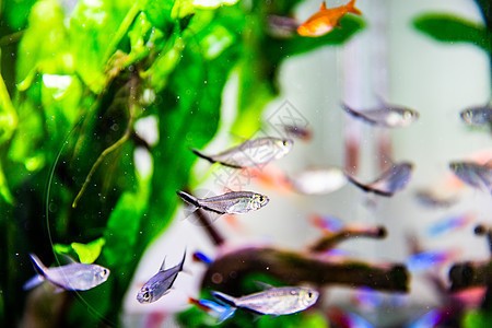 衡陽市城北振陽水族館（衡陽市城北振陽水族館電話）【海洋生物的意識(shí)，不要錯(cuò)過這個(gè)絕佳的去處，衡陽市城北振陽水族館】