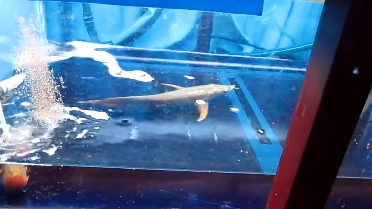 紅龍魚的作用是什么呢圖片大全（紅龍魚的作用是什么呢圖片大全視頻）【種觀賞魚，作用，視頻，圖片大全】