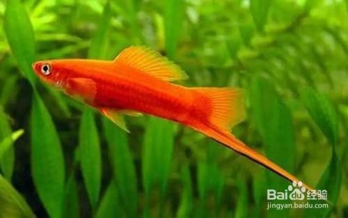 汕頭市龍湖區(qū)藍(lán)晶水族館（汕頭市龍湖區(qū)藍(lán)晶水族館地址）【汕頭市龍湖區(qū)藍(lán)晶水族館】