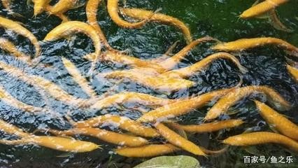 龍港區(qū)思恩觀賞魚養(yǎng)殖廠（龍港區(qū)思恩觀賞魚養(yǎng)殖廠地址）【龍港區(qū)思恩觀賞魚養(yǎng)殖廠】