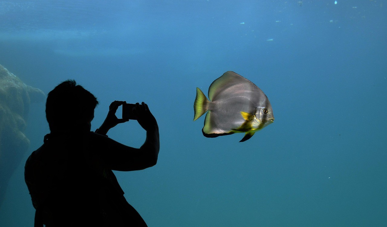 惠州市惠城區(qū)閱魚(yú)者水族館(惠州市惠城區(qū)閱魚(yú)者水族館地址)【惠州市惠城區(qū)閱魚(yú)者水族館】 全國(guó)水族館企業(yè)名錄 第1張 惠州市惠城區(qū)閱魚(yú)者水族館(惠州市惠城區(qū)閱魚(yú)者水族館地址)【惠州市惠城區(qū)閱魚(yú)者水族館】 惠州市惠城區(qū)閱魚(yú)者水族館(惠州市惠城區(qū)閱魚(yú)者水族館地址)【惠州市惠城區(qū)閱魚(yú)者水族館】 全國(guó)水族館企業(yè)名錄 第1張