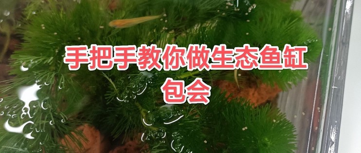 駐馬店市開發區書珍觀賞魚經銷店（駐馬店市開發區書珍觀賞魚經銷店地址）【駐馬店市書珍觀賞魚經銷店】