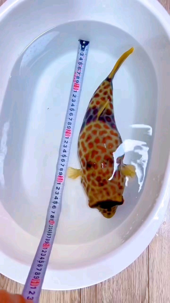 紅圓點狗頭變大紅點【五萬塊錢狗頭變異了!淺談狗頭腸炎人文思考!】