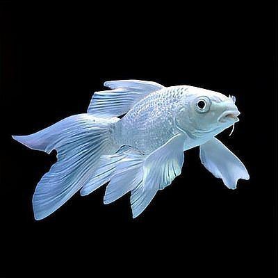 蝴蝶魚是冷水魚還是熱水魚【養蝴蝶鯉需要放多少鹽蝴蝶鯉養出高顏值多梨好物暢想】