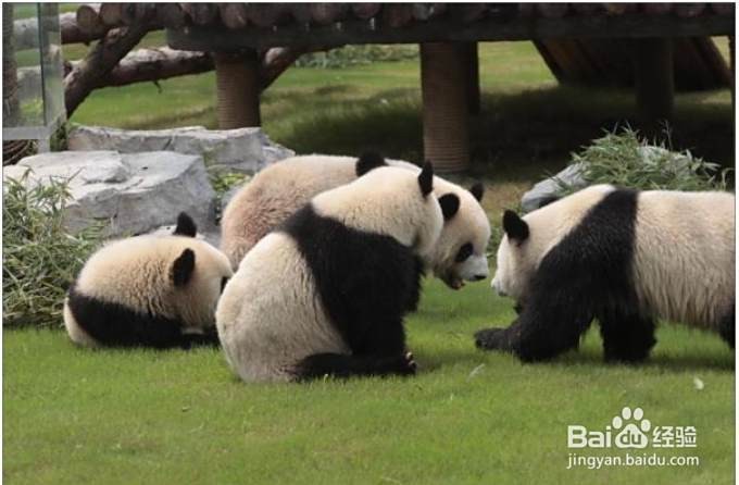 十種動物繁殖方法視頻【動物繁殖的奇妙世界】 十種動物繁殖方法視頻【動物繁殖的奇妙世界】 龍魚論壇