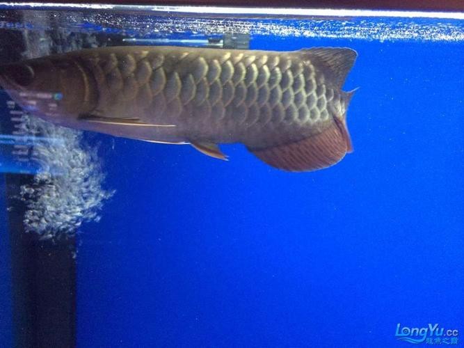 龍魚水霉病的癥狀圖片【如何判斷龍魚水霉病】