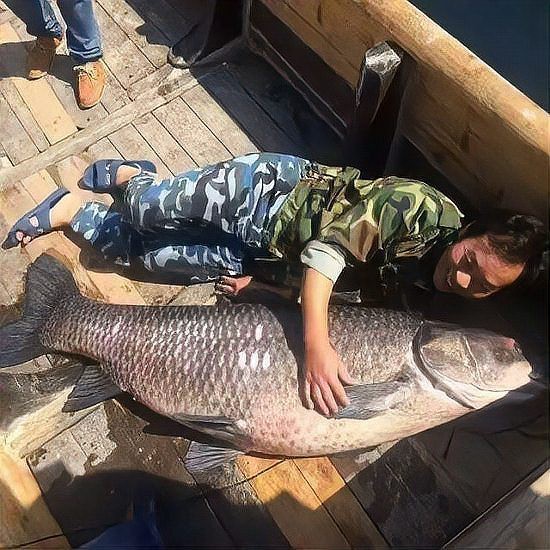 青龍棒為什么很少人養(yǎng)殖【青龍棒養(yǎng)殖困境】 青龍棒為什么很少人養(yǎng)殖【青龍棒養(yǎng)殖困境】 龍魚論壇 第4張