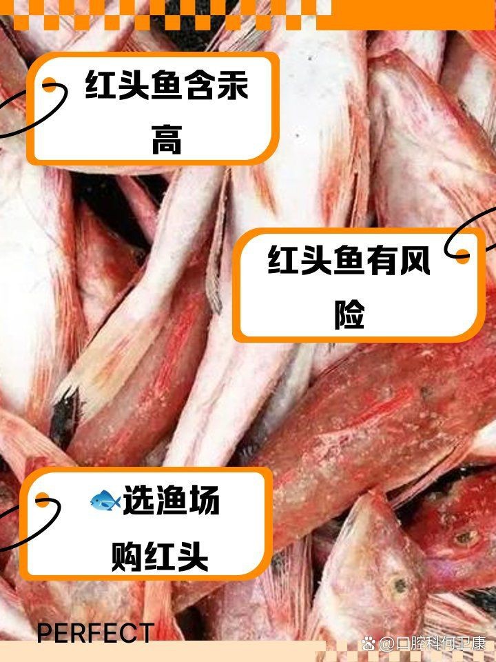 紅頭魚最大的害處【紅頭魚為何盡量少吃這五種魚釣到也不要舍不得去吃】 紅頭魚最大的害處【紅頭魚為何盡量少吃這五種魚釣到也不要舍不得去吃】 龍魚論壇 第9張