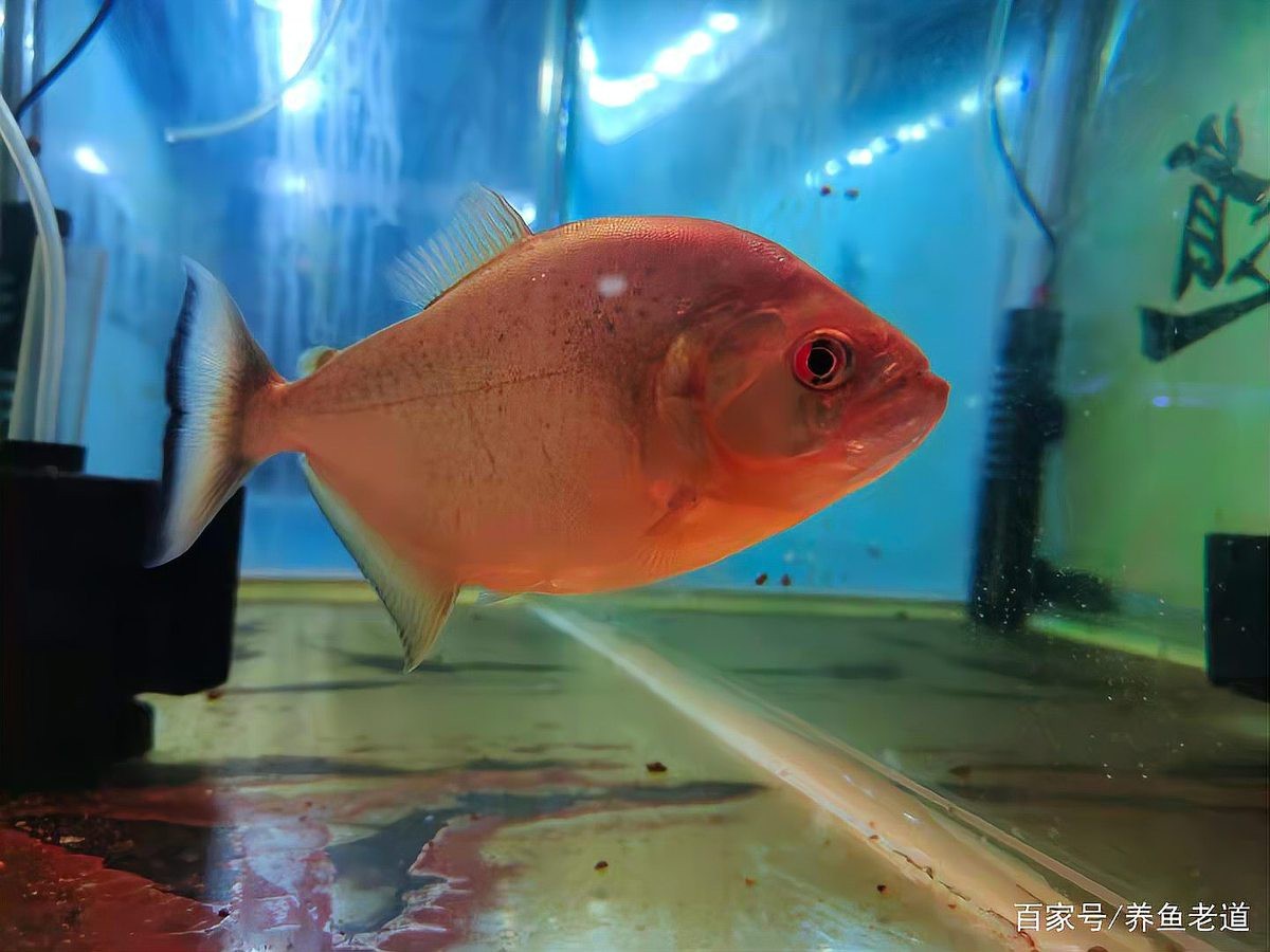 龍魚鰓蓋恢復期間需要停食嗎？【如何判斷龍魚是否恢復食欲】