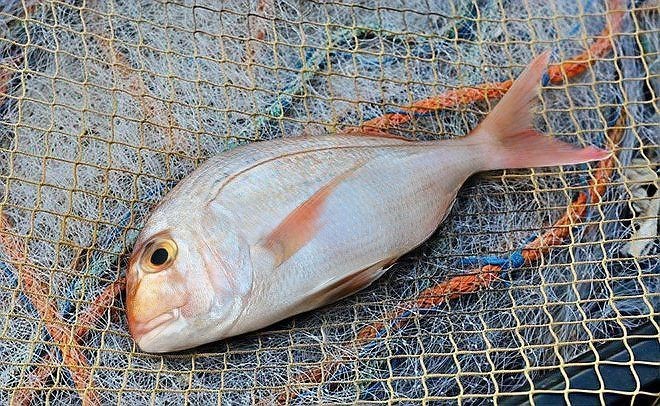 海里100種魚名字【16種常見海水魚類圖譜大全(推薦】