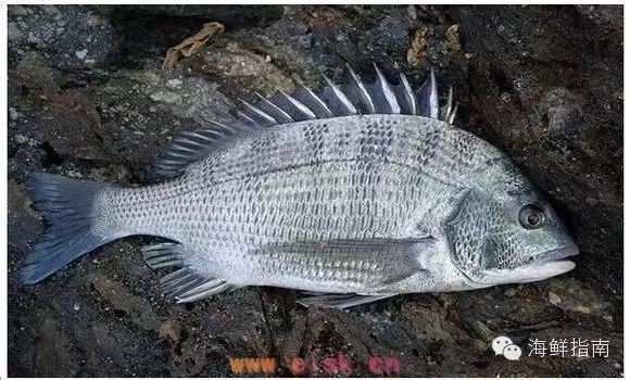 海里100種魚名字【16種常見海水魚類圖譜大全(推薦】