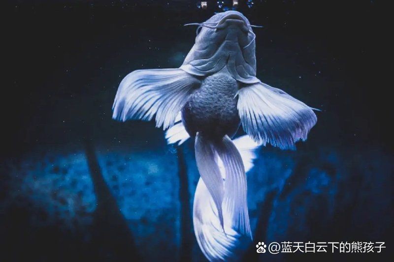 蝴蝶鯉返祖魚特征【揭秘蝴蝶鯉的返祖現象】 龍魚論壇 第5張 蝴蝶鯉返祖魚特征【揭秘蝴蝶鯉的返祖現象】 蝴蝶鯉返祖魚特征【揭秘蝴蝶鯉的返祖現象】 龍魚論壇 第5張
