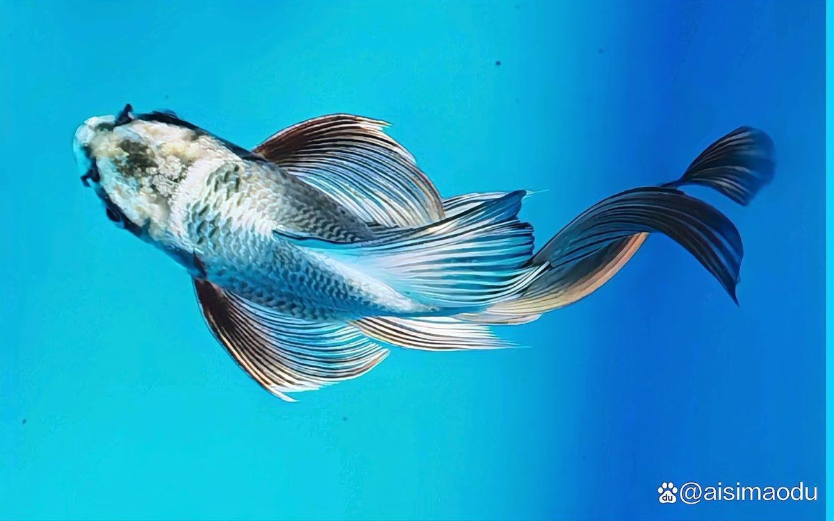 蝴蝶鯉返祖魚特征【揭秘蝴蝶鯉的返祖現象】 龍魚論壇 第13張 蝴蝶鯉返祖魚特征【揭秘蝴蝶鯉的返祖現象】 蝴蝶鯉返祖魚特征【揭秘蝴蝶鯉的返祖現象】 龍魚論壇 第13張