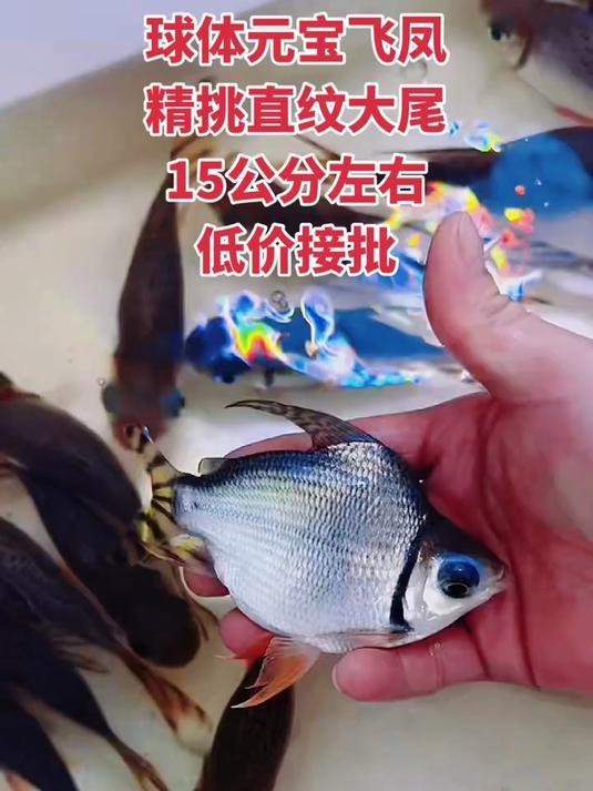 飛鳳魚活體直紋花紋【直紋飛鳳的生物學意義】 飛鳳魚活體直紋花紋【直紋飛鳳的生物學意義】 龍魚論壇 第3張