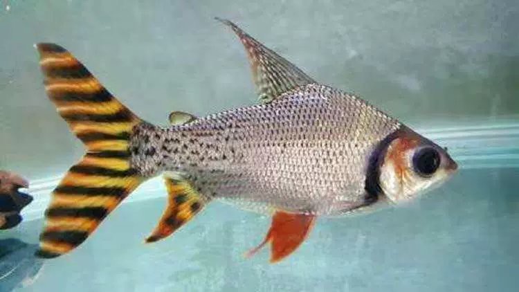 飛鳳魚活體直紋花紋【直紋飛鳳的生物學意義】 飛鳳魚活體直紋花紋【直紋飛鳳的生物學意義】 龍魚論壇 第4張