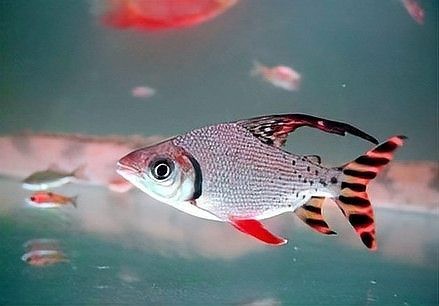 飛鳳魚活體直紋花紋【直紋飛鳳的生物學意義】 飛鳳魚活體直紋花紋【直紋飛鳳的生物學意義】 龍魚論壇 第5張